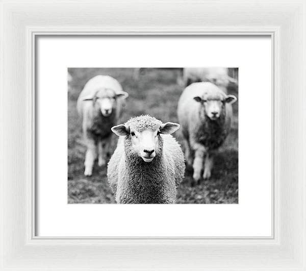 Black and White Sheep Photography | Framed Print