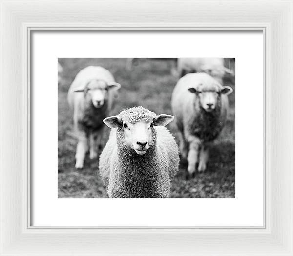 Black and White Sheep Photography | Framed Print
