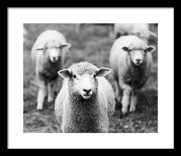 Black and White Sheep Photography | Framed Print