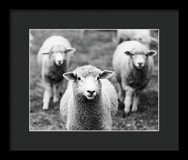Black and White Sheep Photography | Framed Print