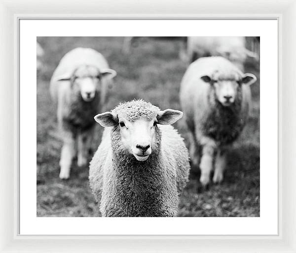 Black and White Sheep Photography | Framed Print