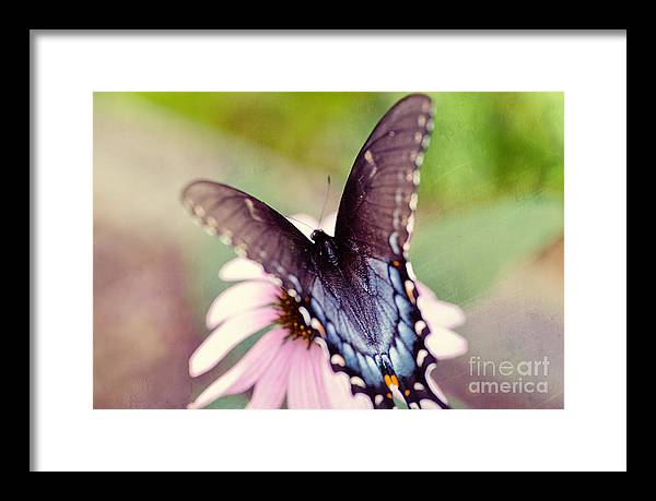 Eastern Tiger Swallowtail - Framed Print