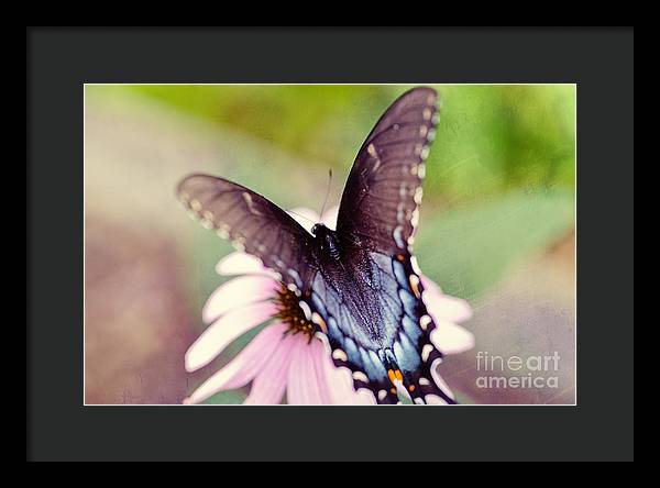 Eastern Tiger Swallowtail - Framed Print