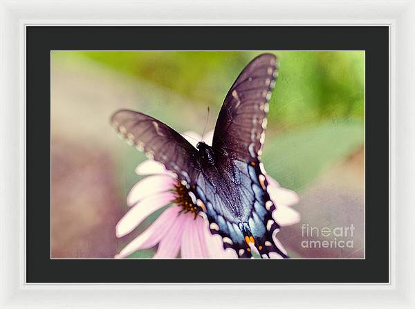Eastern Tiger Swallowtail - Framed Print