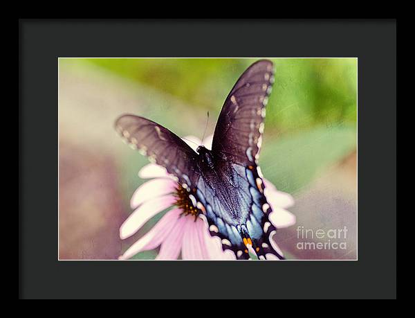 Eastern Tiger Swallowtail - Framed Print