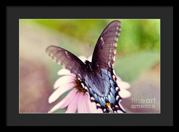 Eastern Tiger Swallowtail - Framed Print