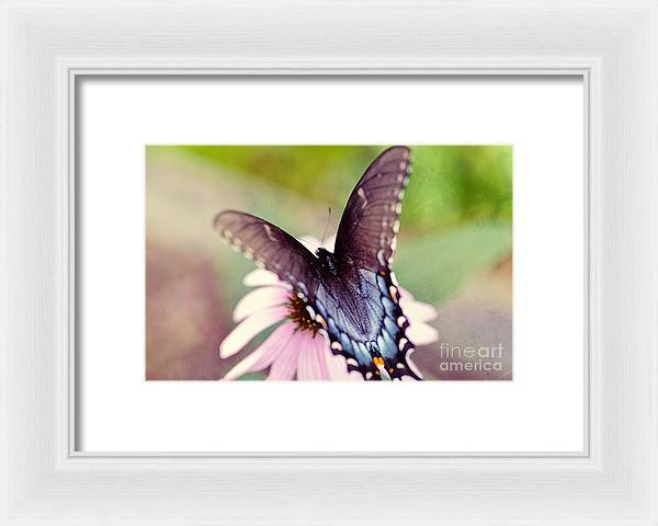 Eastern Tiger Swallowtail - Framed Print