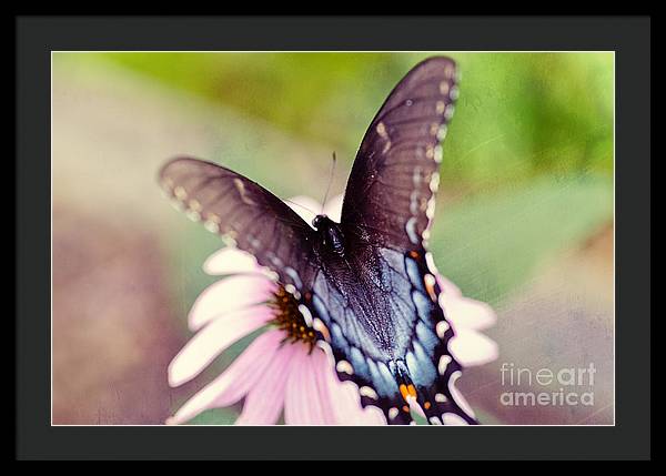 Eastern Tiger Swallowtail - Framed Print