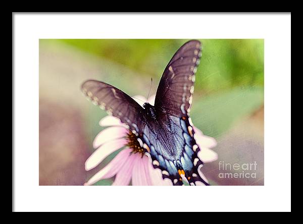 Eastern Tiger Swallowtail - Framed Print