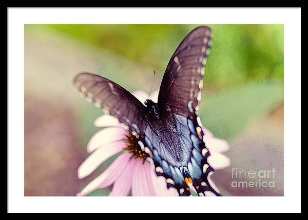 Eastern Tiger Swallowtail - Framed Print