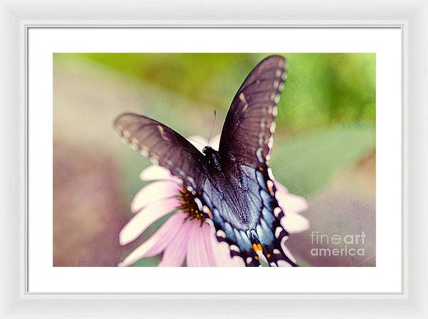 Eastern Tiger Swallowtail - Framed Print