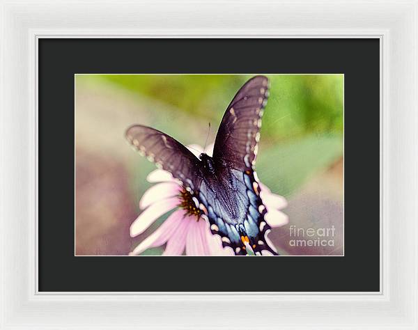 Eastern Tiger Swallowtail - Framed Print