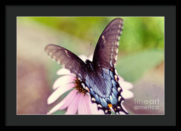Eastern Tiger Swallowtail - Framed Print