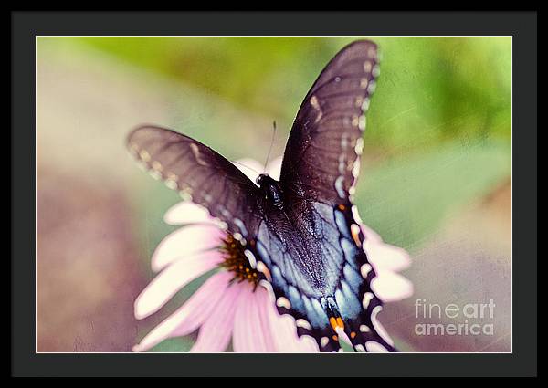 Eastern Tiger Swallowtail - Framed Print