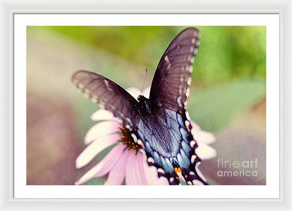 Eastern Tiger Swallowtail - Framed Print