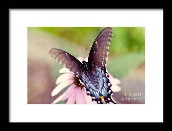 Eastern Tiger Swallowtail - Framed Print