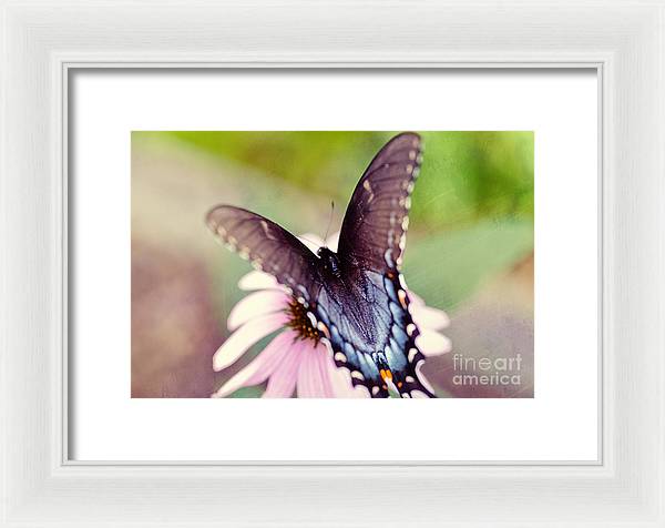Eastern Tiger Swallowtail - Framed Print