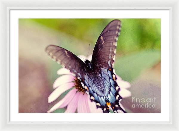 Eastern Tiger Swallowtail - Framed Print