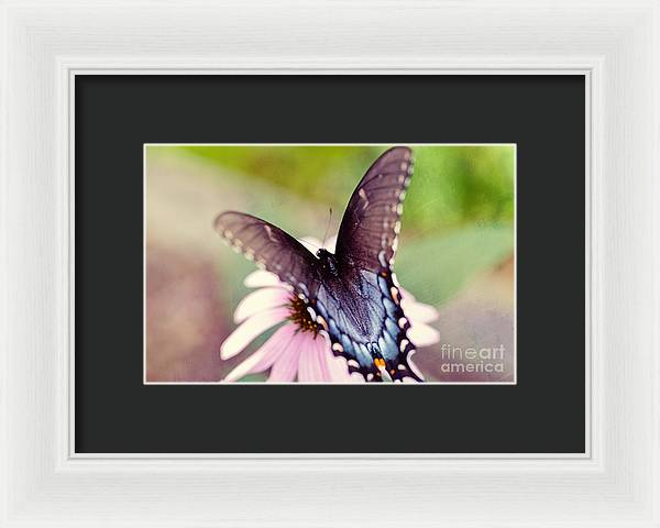 Eastern Tiger Swallowtail - Framed Print