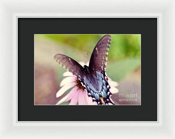 Eastern Tiger Swallowtail - Framed Print