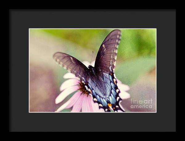 Eastern Tiger Swallowtail - Framed Print