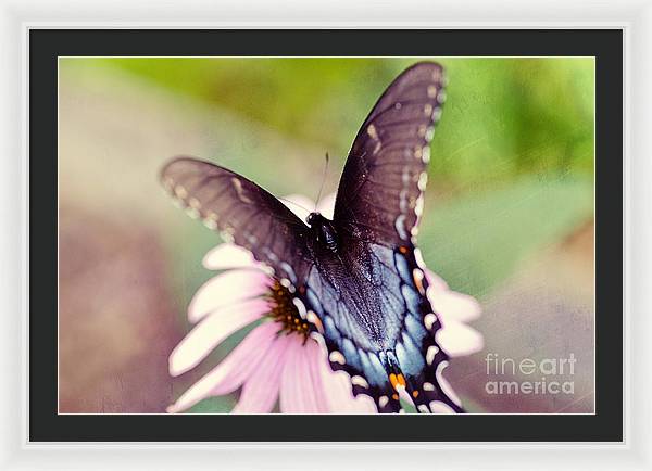 Framed photograph of an Eastern Tiger Swallowtail butterfly – wildlife photography framed wall art