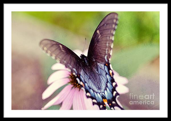 Eastern Tiger Swallowtail - Framed Print