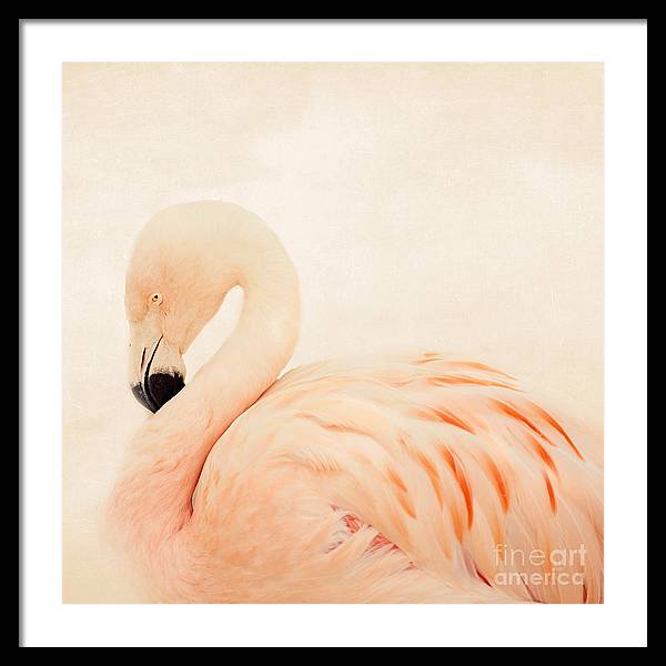 Pink Flamingo - Framed Print