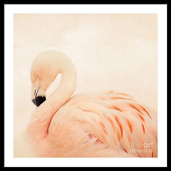 Pink Flamingo - Framed Print