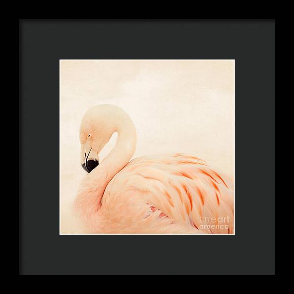 Pink Flamingo - Framed Print