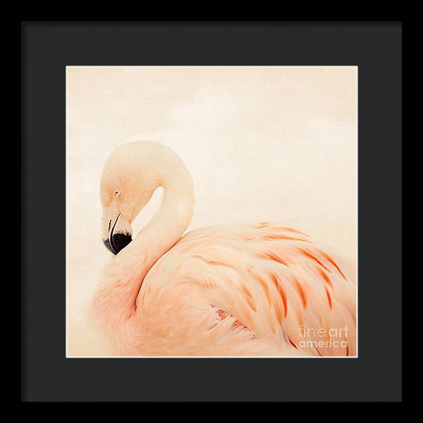 Pink Flamingo - Framed Print