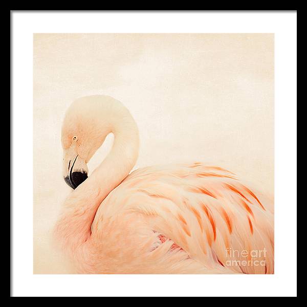 Pink Flamingo - Framed Print