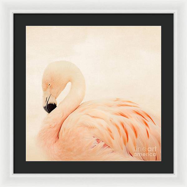 Pink Flamingo - Framed Print