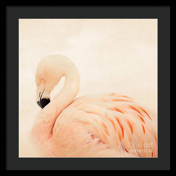 Pink Flamingo - Framed Print