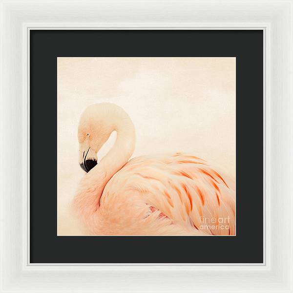 Pink Flamingo - Framed Print
