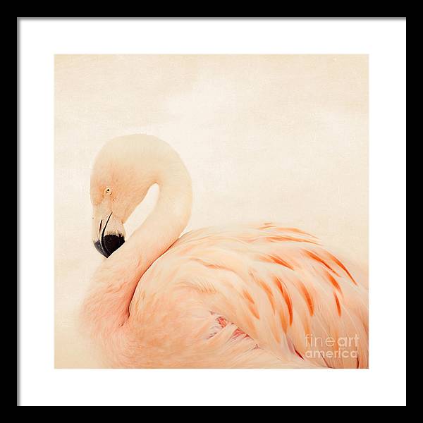 Pink Flamingo - Framed Print