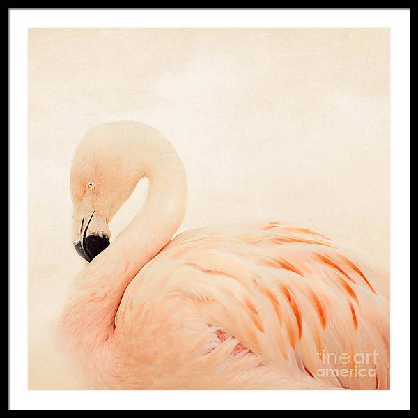 Pink Flamingo - Framed Print