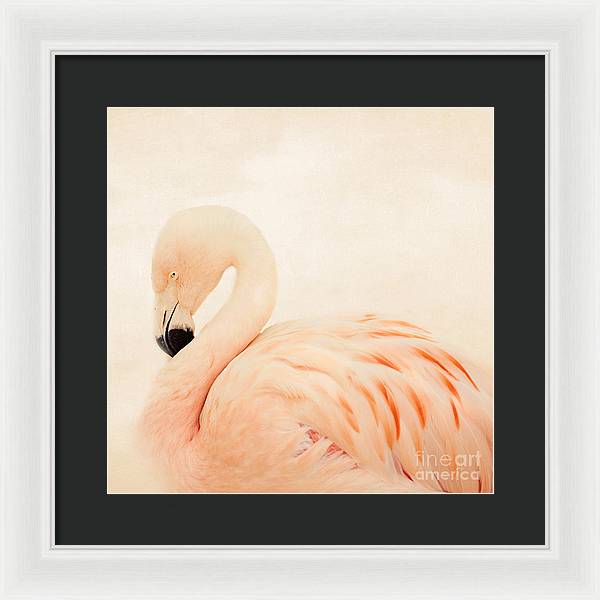 Pink Flamingo - Framed Print