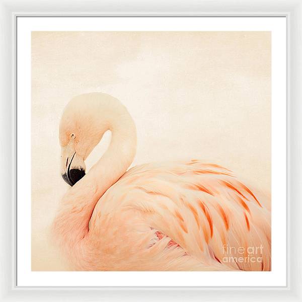 Pink Flamingo - Framed Print