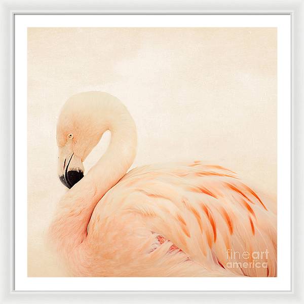 Pink Flamingo - Framed Print