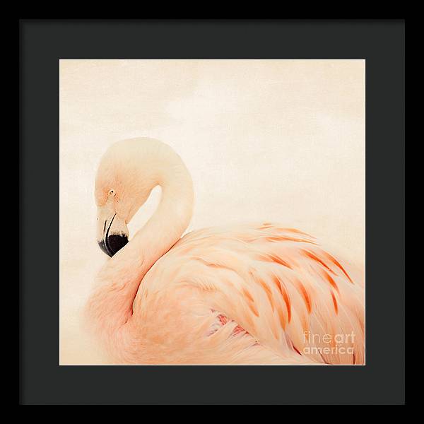 Pink Flamingo - Framed Print