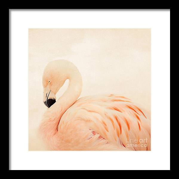 Pink Flamingo - Framed Print