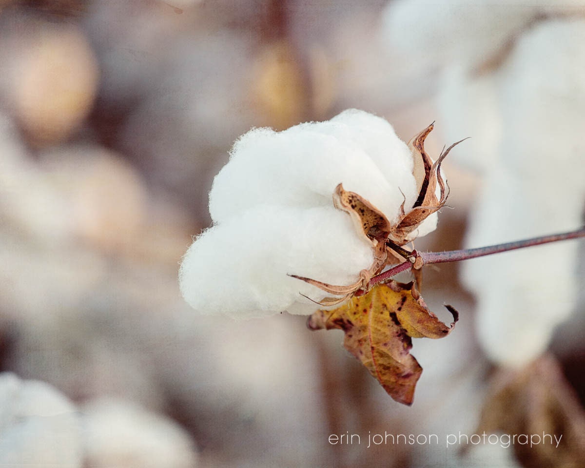 A close-up photograph of a cotton boll with a neutral background
