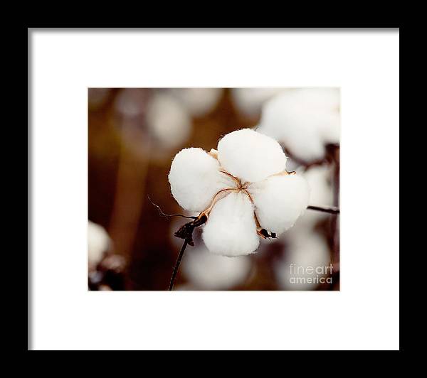 A framed print featuring a close-up image of cotton flowers with a rustic farmhouse frame.