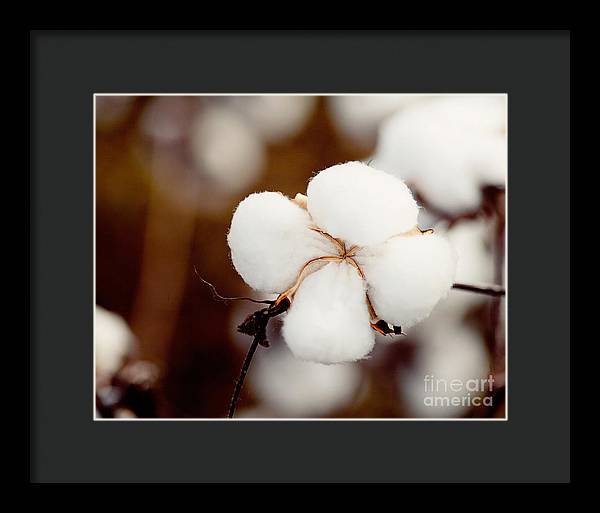 Alabama Cotton | Framed Photography Print