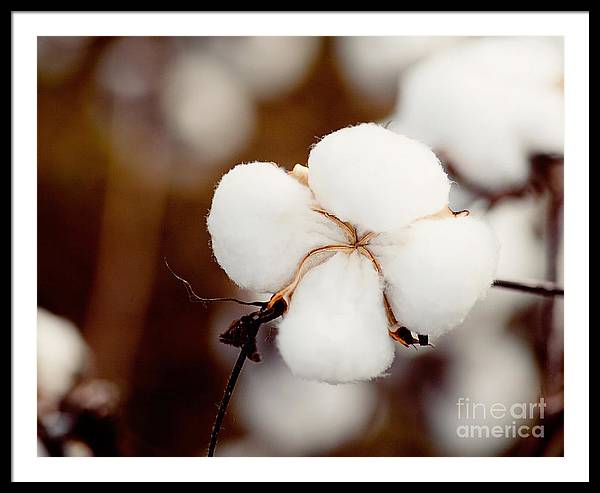 Alabama Cotton | Framed Photography Print