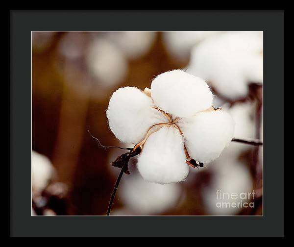 Alabama Cotton | Framed Photography Print