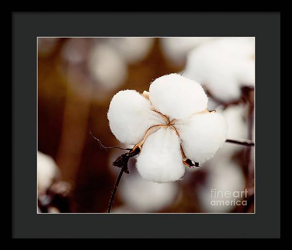 Alabama Cotton | Framed Photography Print