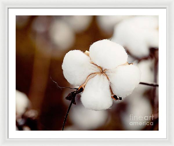 Alabama Cotton | Framed Photography Print