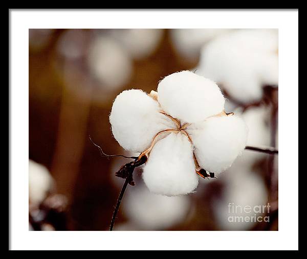 Alabama Cotton | Framed Photography Print